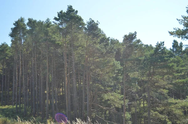 Eukaliptusz Erdő Napnyugtakor Galíciai Vidéken Természet Tájképek Botanika Utazás Augusztus — Stock Fotó