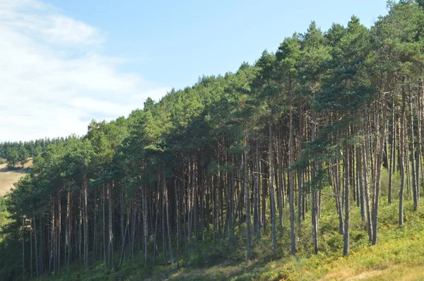 Foresta Eucalipto Tramonto Nella Campagna Della Galizia Natura Paesaggi Botanica — Foto Stock