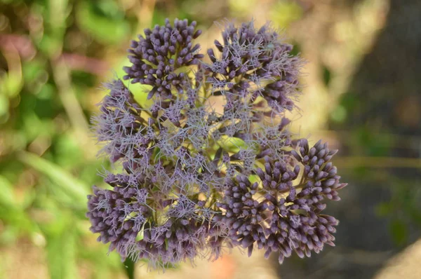 Bonitos Ramos Flores Púrpuras Campo Galicia Naturaleza Paisajes Botánica Viajes — Foto de Stock