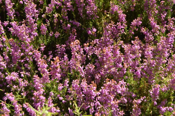 Bonitos Ramos Flores Púrpuras Campo Galicia Naturaleza Paisajes Botánica Viajes — Foto de Stock