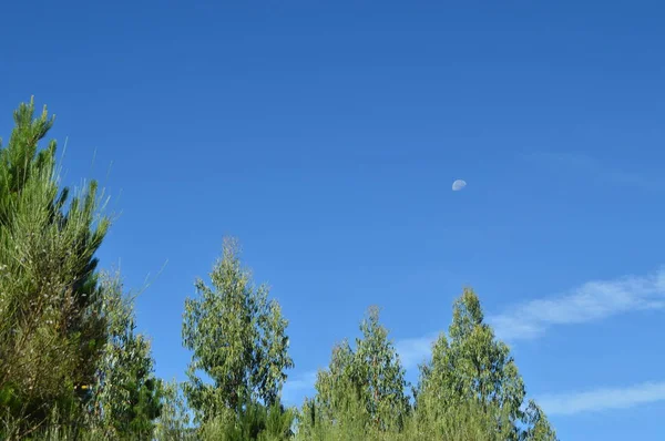 Hermoso Bosque Pinos Con Vistas Cielo Con Media Luna Campo — Foto de Stock