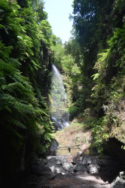 Harika şelale Los Tilos La Palma Adası Woods bir mağarada iç. Seyahat, Doğa, tatil, Jeoloji. 8 Temmuz 2015. Isla De La Palma Kanarya Adaları İspanya.