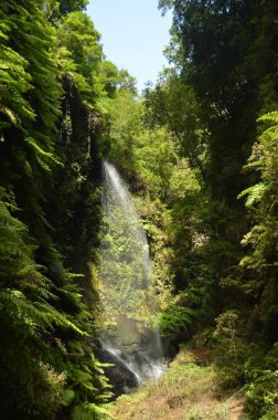 Harika şelale içinde orman, Los Tilos La Palma Adası. Seyahat, Doğa, tatil, Jeoloji. 8 Temmuz 2015. Isla De La Palma Kanarya Adaları İspanya.