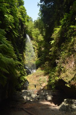 Harika şelale içinde orman, Los Tilos La Palma Adası. Seyahat, Doğa, tatil, Jeoloji. 8 Temmuz 2015. Isla De La Palma Kanarya Adaları İspanya.