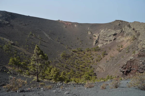 Cráter Interior Con Bosque Pinos Jóvenes Volcán San Antonio Palm —  Fotos de Stock