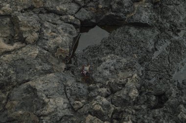 Harika kaya oluşumları yengeçler mavi gölün şehir San Andres ve soslar yakınındaki dolu. Seyahat, Doğa, tatil, Geology.11 Temmuz 2015. Isla De La Palma Kanarya Adaları İspanya.