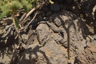 Güzel kertenkele ile sonsuz bir kuyruk Caldera De Taburiente Milli Parkı'nda. Seyahat, Doğa, tatil, Geology.11 Temmuz 2015. Isla De La Palma Kanarya Adaları İspanya.