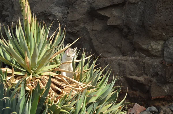Cachorro Gato Encantador Entre Plantas Aloe Vera Praia Tazacorte Viagem — Fotografia de Stock