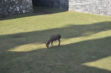 Değerli Jaca onun çim çukur içinde zemin kaplaması Kalesi Surlarının geyik bir aile var. Seyahat, manzara, doğa, mimari. 27 Aralık 2014. Jaca, Huesca, Aragon.
