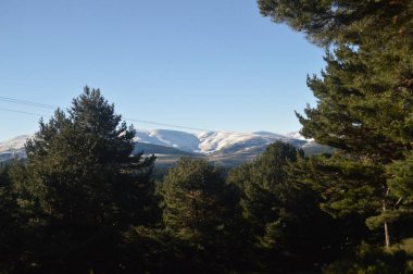 Güzel çam ormanı Gredos dağ aralığı ile tamamen kar yağışı arka plan için. Doğa, seyahat, manzara. 21 Aralık 2014. Sierra de Gredos, Navarredonda, Avila, Castilla Leon, İspanya.