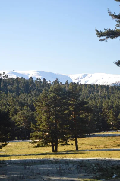 Floresta Adorável Abeto Com Gama Montanhas Gredos Completamente Queda Neve — Fotografia de Stock