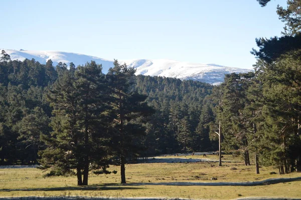 Bella Foresta Abeti Con Catena Montuosa Gredos Completamente Nevicata Sullo — Foto Stock