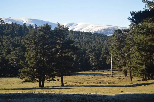 Härlig Fir Skog Med Den Mountain Range Gredos Helt Snöfall — Stockfoto