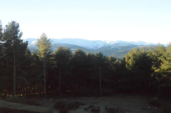 Bella Foresta Abeti Con Catena Montuosa Gredos Completamente Nevicata Sullo — Foto Stock