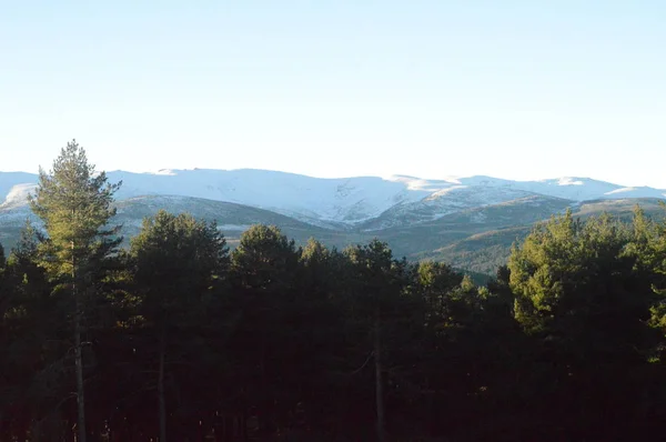 Floresta Adorável Abeto Com Gama Montanhas Gredos Completamente Queda Neve — Fotografia de Stock