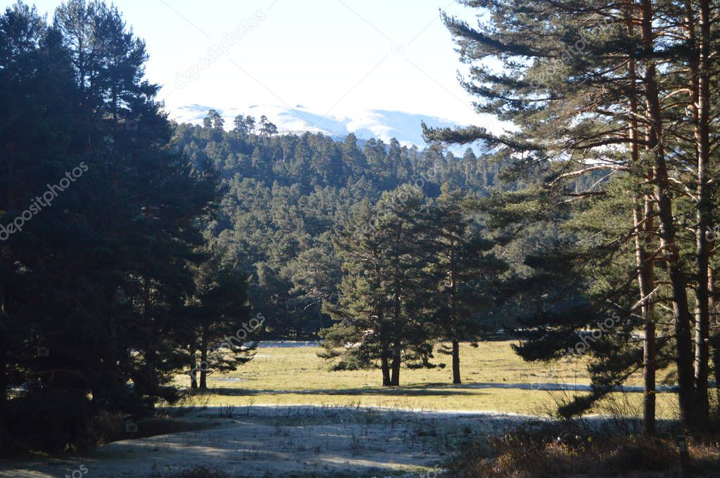 Lovely Fir Forest With The Mountain Range Of Gredos Completely Snowfall To The Background. Nature, Travel, Landscapes. December 21, 2014. Sierra de Gredos, Navarredonda, Avila, Castilla Leon, Spain.