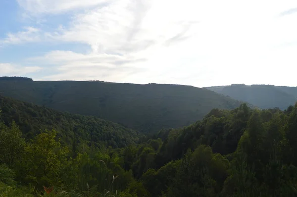 Grandi Foreste Galiziane Piene Pini Eucalipto Sulle Montagne Vicino Navia — Foto Stock