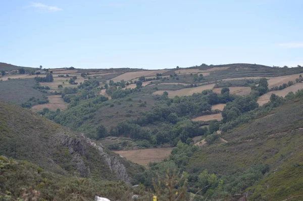 Große Galizische Wälder Voller Kiefern Und Eukalyptus Den Bergen Der — Stockfoto