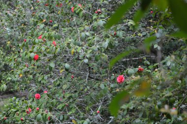 Sintra Palacio Quinta De La Reagaleira Yanında Küçük Çiçekler Rosebush. Doğa, mimari, tarih, sokak fotoğrafçılığı. 13 Nisan 2014. Sintra, Lizbon, Portekiz. 