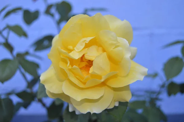May 2014 Alcazar Castilla Mancha Spain Wonderful Large Yellow Rose — Stock Photo, Image