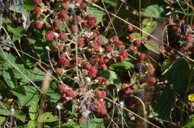 Galiçya Dağlarında Böğürtlenli Kırmızı ve Siyah Meyveler. Vadilerin Çiti. Çam Ormanları. Çayırlar ve Rebedul Okaliptüs Ormanları. Ağustos 3, 2013. Rebedul, Lugo, Galiçya, İspanya. Kırsal Turizm, Doğa.