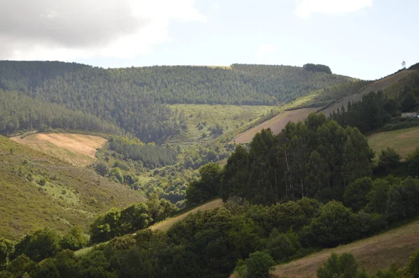 Majestuosas Montañas Galicia Llenas Valles Bosques Pinos Prados Bosques Eucalipto —  Fotos de Stock