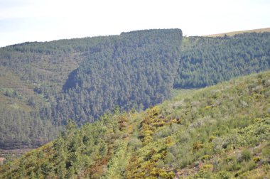 Vadilerin tam Galicia görkemli Dağları çam ormanları çayırları ve Rebedul Içinde Eucaliptus ormanları. 3 Ağustos 2013. Rebedul, Lugo, Galicia, Ispanya. Kırsal turizm, doğa.