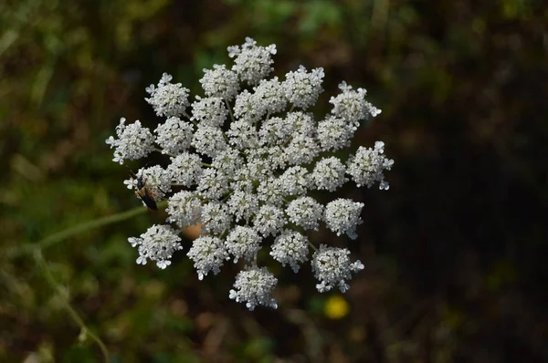 Portré Wild Hemlock Virág Hegyekben Galicia Kitölti Valles Fenyőerdők Rétek — Stock Fotó