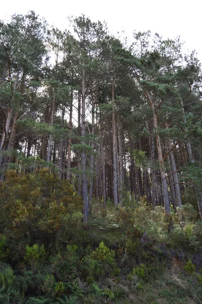 Foresta Eucalipto Alto Montagne Della Galizia Pieno Valli Pinete Prati — Foto Stock