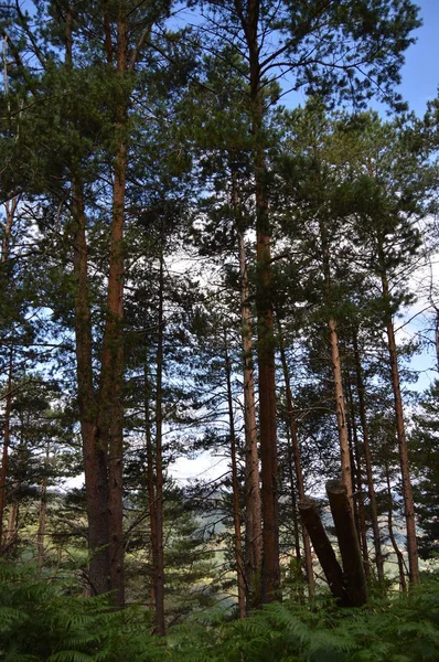 高紫杉树森林 加利西亚山脉充满山谷松树林草甸和雷贝杜尔的紫杉树森林 2013年8月3日 雷贝杜尔 加利西亚 西班牙 乡村旅游 — 图库照片