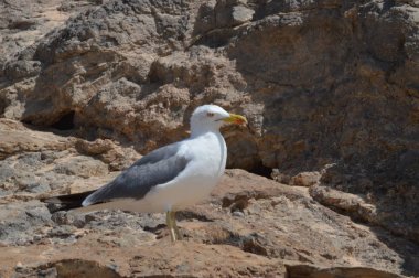 Güzel martı Peak Costa Calma sahilinde bir kaya üzerinde kırmızı boyalı Ile. 3 Temmuz 2013. Costa Calma, Fuerteventura, Kanarya Adaları, Ispanya, Avrupa. Manzaralar, doğa.