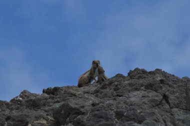Avustralya orijinli Anne sincap Costa Calma bir fıstık yetiştirme bir sincap vererek. 3 Temmuz 2013. Costa Calma, Fuerteventura, Kanarya Adaları, Ispanya, Avrupa. Manzaralar, doğa.