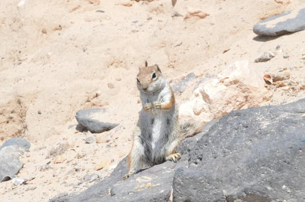 Esquilo Preppy Origem Australiana Comendo Amendoim Costa Calma Julho 2013 — Fotografia de Stock