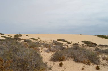Corralejo'daki KumUllarda Sonsuzluk Ile Çöl. Temmuz 8, 2013. Corralejo Fuerteventura Kanarya Adaları. Doğa Tatili