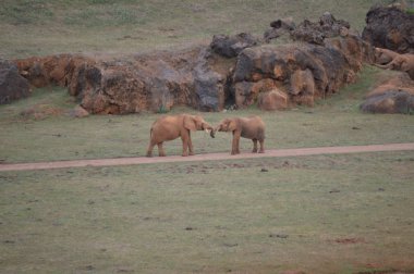 Fransız Boynuzu ile Filler Demir Çıkarma Cabarceno Eski Maden Doğal Park Dolaşık. 25 Ağustos 2013. Cabarceno, Cantabria. Tatil Doğa Sokak Fotoğrafçılık Hayvanlar Yaban Hayatı.