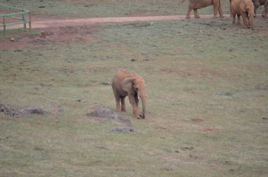 Demir Çıkarma için Cabarceno Eski Maden Doğal Park Bir Fil Üreme Portresi. 25 Ağustos 2013. Cabarceno, Cantabria. Tatil Doğa Sokak Fotoğrafçılık Hayvanlar Yaban Hayatı.
