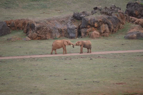 Fransız Boynuzu ile Filler Demir Çıkarma Cabarceno Eski Maden Doğal Park Dolaşık. 25 Ağustos 2013. Cabarceno, Cantabria. Tatil Doğa Sokak Fotoğrafçılık Hayvanlar Yaban Hayatı.