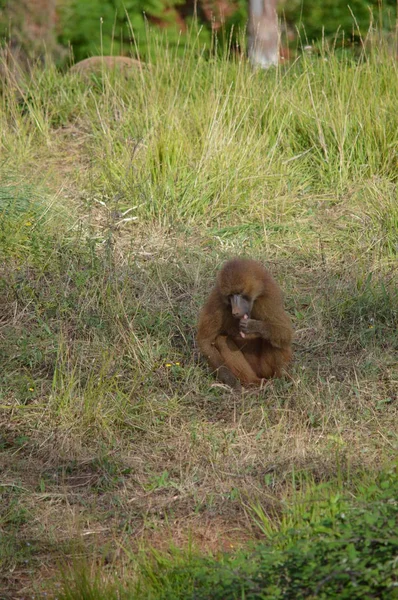 Portrait Eines Papionessens Naturpark Des Alten Bergwerks Cabarceno Zur Eisengewinnung — Stockfoto