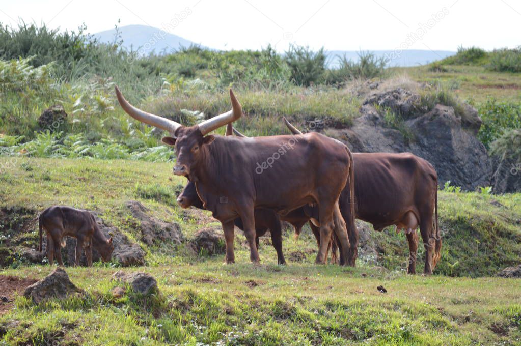 Portrait Of A Male Watusi In The Natural Park Of Cabarceno Old Mine For Iron Extraction. August 25, 2013. Cabarceno, Cantabria. Holidays Nature Street Photography Animals Wildlife