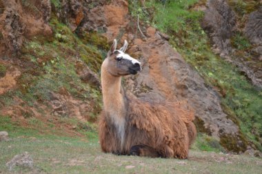 Demir Çıkarma için Cabarceno Doğal Parkı Eski Maden Yalan Bir Lama Portresi. 25 Ağustos 2013. Cabarceno, Cantabria. Tatil Doğa Sokak Fotoğrafçılık Hayvanlar Yaban Hayatı