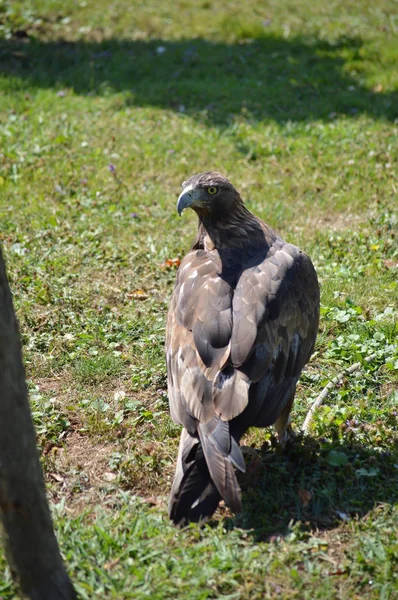 Portrait Of Royal Eagle, Aquila chysaetos With Her Neck Turned In The Natural Park Of Cabarceno Old Mine For Extraction Of Iron. August 25, 2013. Cabarceno, Cantabria. Holidays Nature Street Photography Animals Wildlife