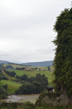 San Vicente de la Barquera'daki Gandarilla Nehri'nin Manzarasının Keyfini Çıkaran Keçi. 25 Ağustos 2013. San Vicente de la Barquera, Cantabria. Tatil Doğa Sokak Fotoğrafçılığı