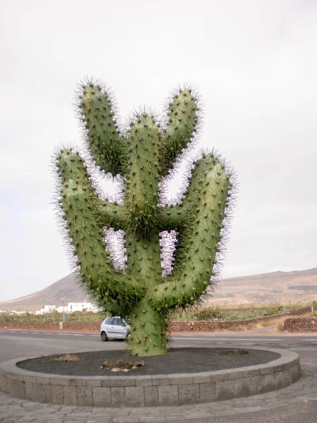 Magnifique cactus près de l'entrée de Cueva De Los Verdes. Juin — Photo