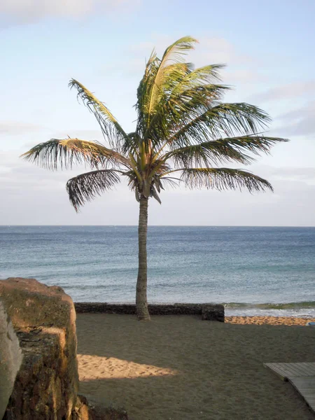 Hermosa palmera junto al mar infinito en Costa Teguise. J) — Foto de Stock