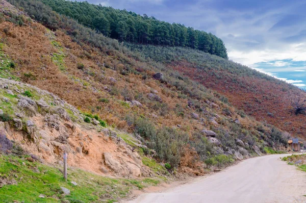 Autumnal Landscape Hillside Mountain Range Gredos Packed Pine Trees Freillo — Stock Photo, Image