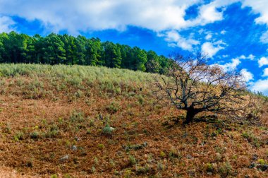Sırtında bir çam ormanı olan yalnız meşe ağacı ve Freillo 'daki Sierra de Gredos' ta harika bir mavi gökyüzü. 15 Aralık 2018. El Raso Avila Castilla Leon İspanya Avrupa. Seyahat Turizmi Sokak Fotoğrafçılığı.