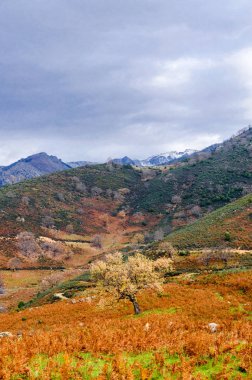 Sierra de Gredos 'ta, Freillo' daki Karlı Almanzor Tepesi 'ne kadar geçmişi olan otlaklarla çevrili Issız Meşe Ağacı. 15 Aralık 2018. El Raso Avila Castilla Leon İspanya Avrupa. Seyahat Turizmi Sokak Fotoğrafçılığı.