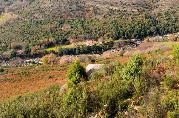 Einsame Iberische Ziegen Klettern Auf Einen Stein Tal Des Freillo — Stockfoto