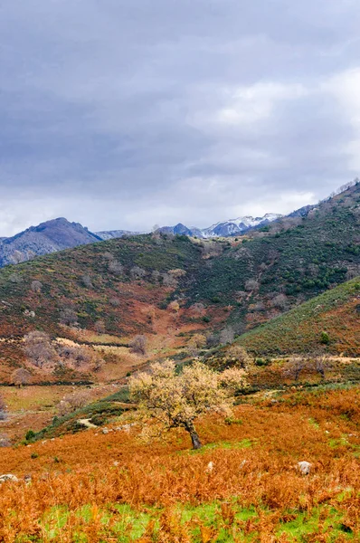 Roble Solitario Hueco Rodeado Pastos Sierra Gredos Con Fondo Hasta —  Fotos de Stock