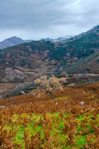 Árbol Roble Solitario Rodeado Pastizales Sierra Gredos Con Fondo Nevado —  Fotos de Stock